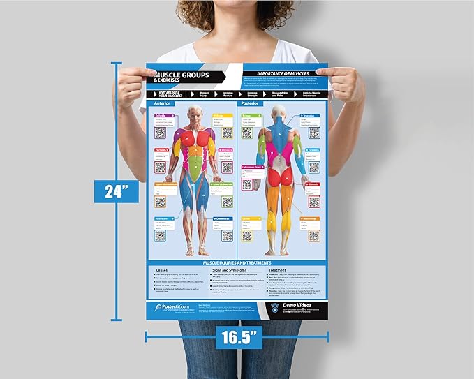 Muscle Groups & Exercise Poster for Home Gym Decor – Laminated Workout Chart with Free Video Training – Fitness Room Decor for Men and Women by Posterfit