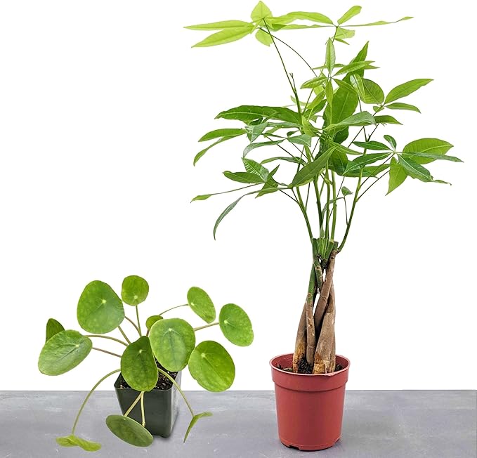 Easy to Grow Houseplants (2 Pack) - 1 Pachira Braided Money Tree & 1 Pilea Money Plant in Grower's Pots Greenhouse Grown
