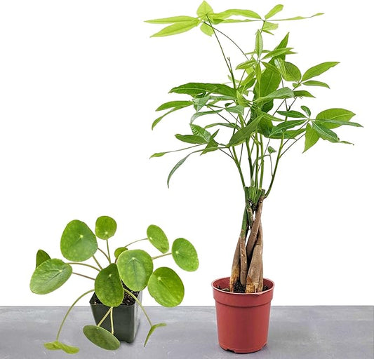 Easy to Grow Houseplants (2 Pack) - 1 Pachira Braided Money Tree & 1 Pilea Money Plant in Grower's Pots Greenhouse Grown