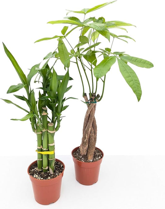 Easy to Grow Houseplant Collection (2 Pack) - 1 Braided Money Tree & 1 Dracaena Lucky Bamboo Potted Plants in Grower Pots