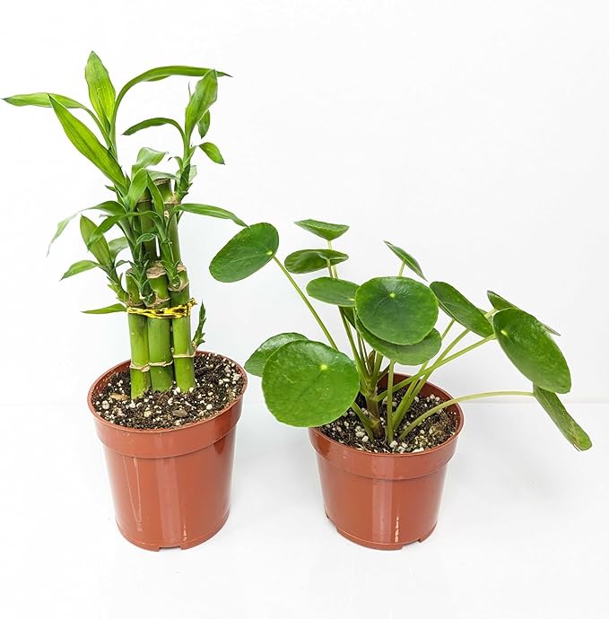 Easy to Grow Houseplant Potted Plants Collection (2 Pack) - 1 Dracaena Lucky Bamboo & 1 Pilea Money Plant in Grower Pots