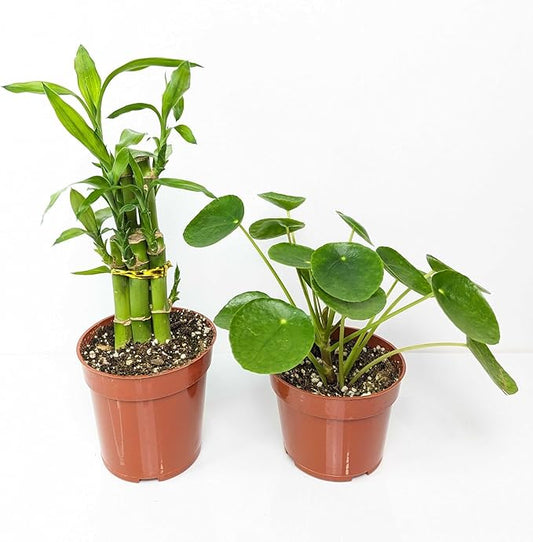 Easy to Grow Houseplant Potted Plants Collection (2 Pack) - 1 Dracaena Lucky Bamboo & 1 Pilea Money Plant in Grower Pots