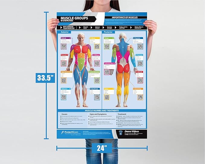 Muscle Groups & Exercise Poster for Home Gym Decor – Laminated Workout Chart with Free Video Training – Fitness Room Decor for Men and Women by Posterfit