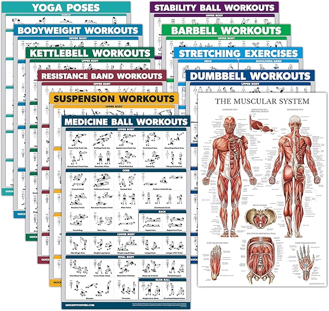 Palace Learning 11 Pack - Exercise Poster Set: Dumbbell, Suspension, Kettlebell, Resistance Bands, Stretching, Bodyweight, Barbell, Yoga, Exercise Ball, Muscular System, Medicine Ball